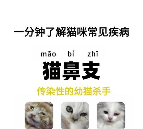 猫吃猫粮呛鼻子里怎么回事？如何预防和处理？