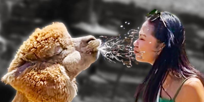 如何诱导羊驼吐口水？