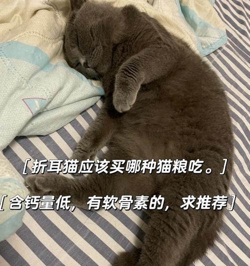 折耳猫应该怎样喂食专用猫粮？