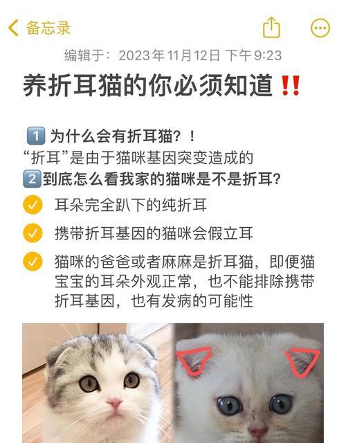 折耳猫应该怎样喂食专用猫粮？