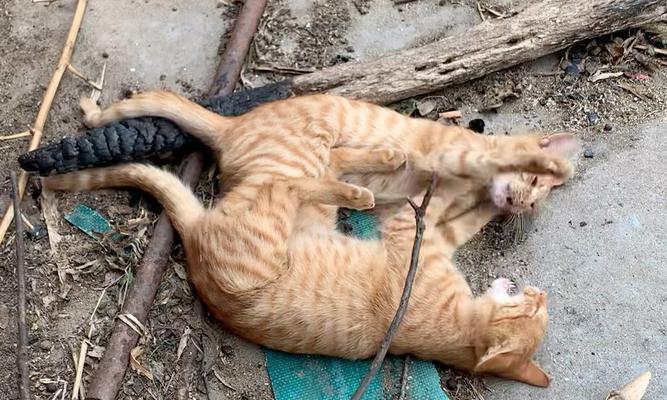 在猫咪打架时放点猫粮好吗？这样做有什么后果？