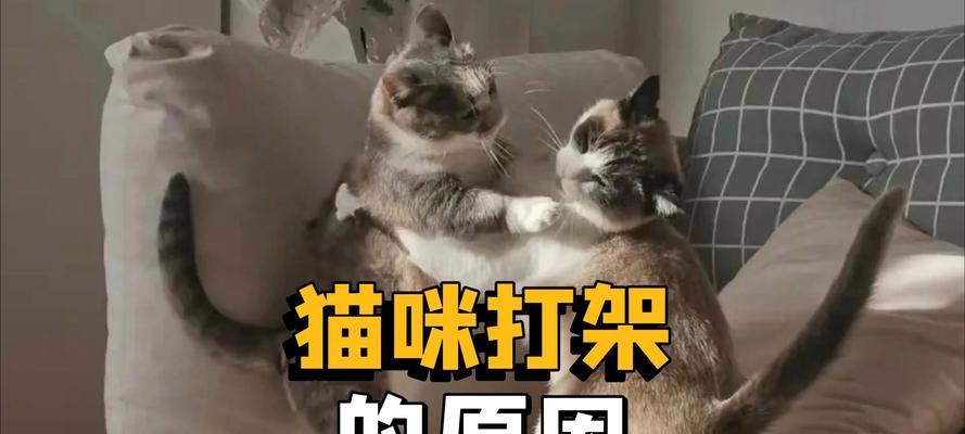在猫咪打架时放点猫粮好吗？这样做有什么后果？