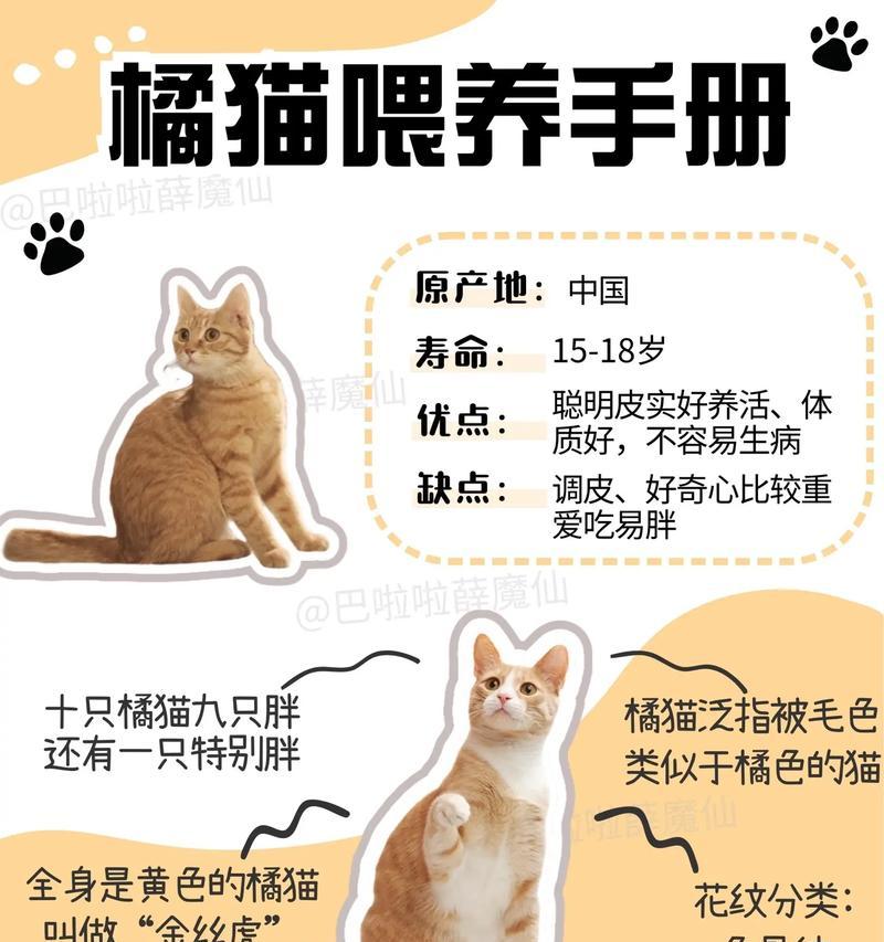 菊猫只吃猫粮吗可以吗怎么喂？正确的喂养方式是什么？