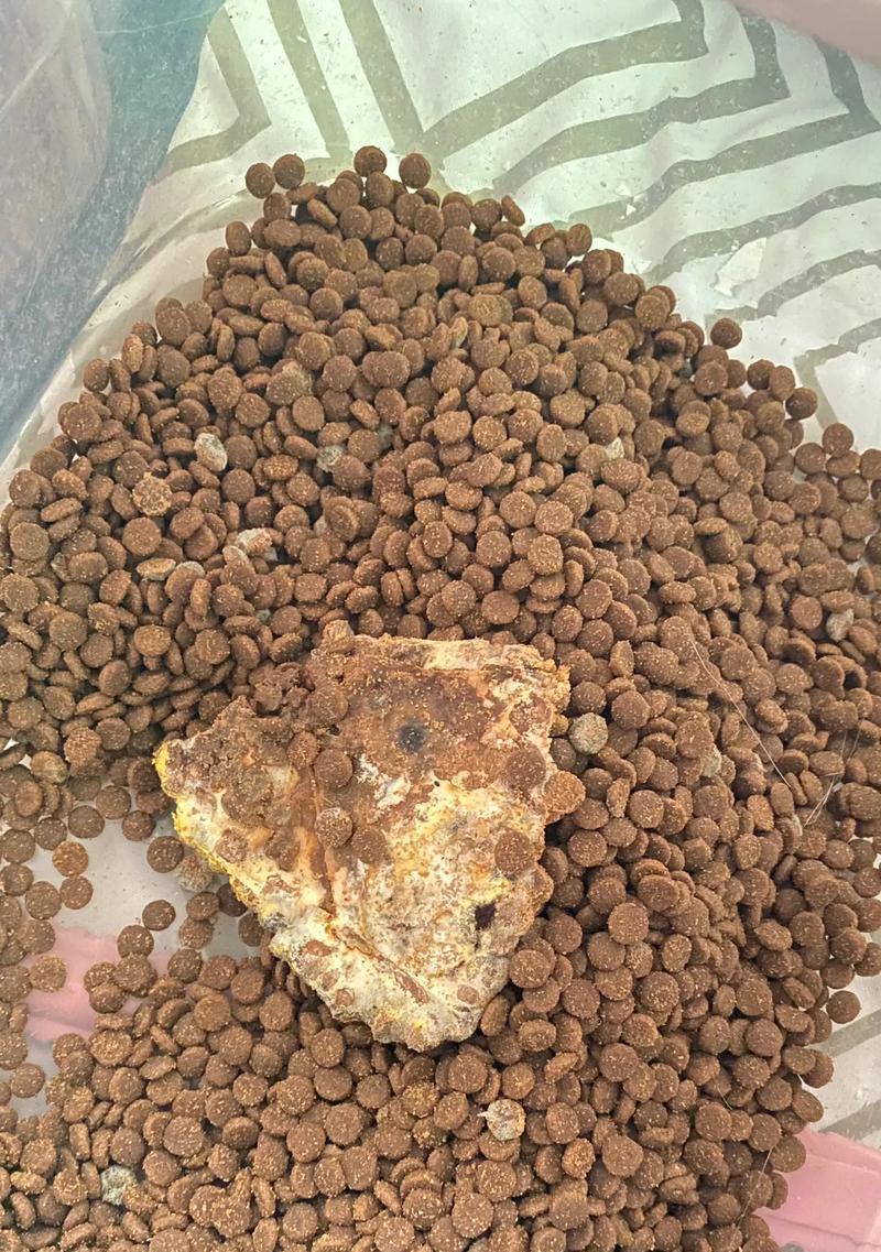 爱吃发霉猫粮的猫是什么猫？烂猫粮吃了会怎么样吗？