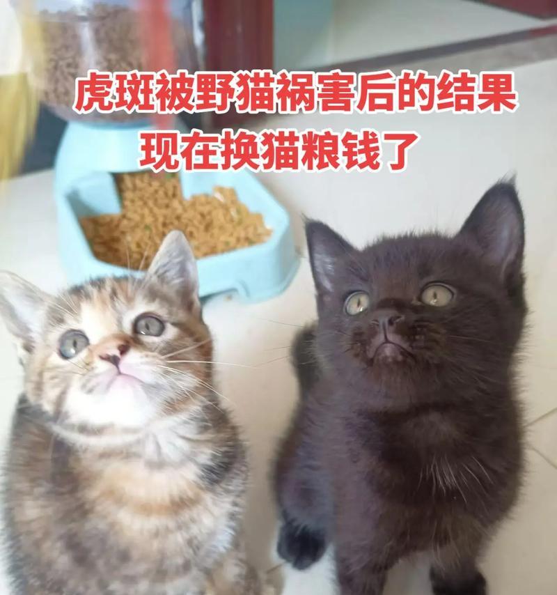 猫粮被野猫偷走怎么办？如何防止再次发生？