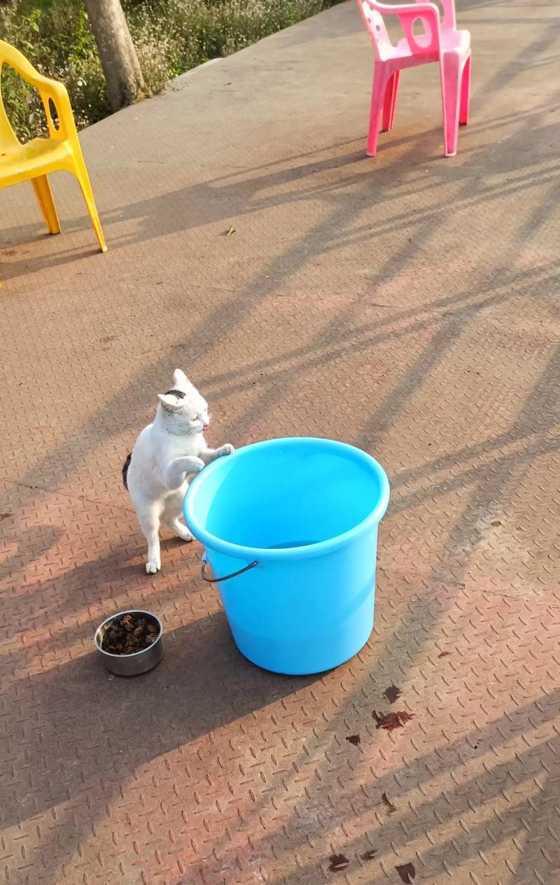 猫咪只吃鱼和猫粮是正常现象吗？原因是什么？