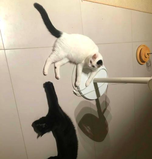 如何防止猫咪老大偷吃猫粮？有效方法有哪些？