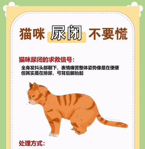猫粮成分导致尿闭应如何处理？
