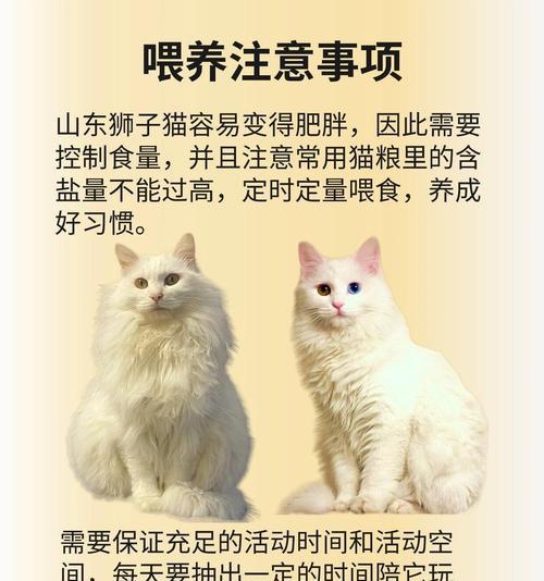 狮子猫是否必须吃猫粮及其原因？