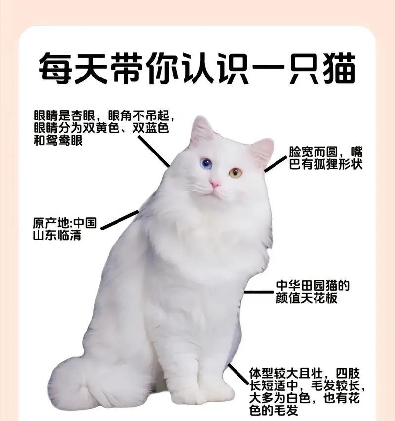 狮子猫是否必须吃猫粮及其原因？
