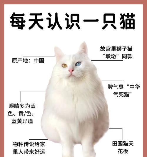 狮子猫是否必须吃猫粮及其原因？