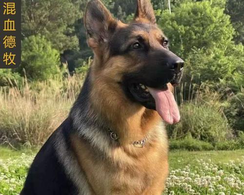德牧军犬手办价格多少？哪里可以购买到性价比高的德牧手办？