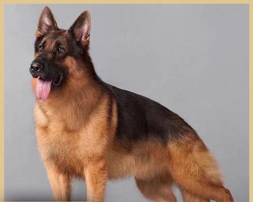 抚宁出售的德牧幼犬价格是多少？