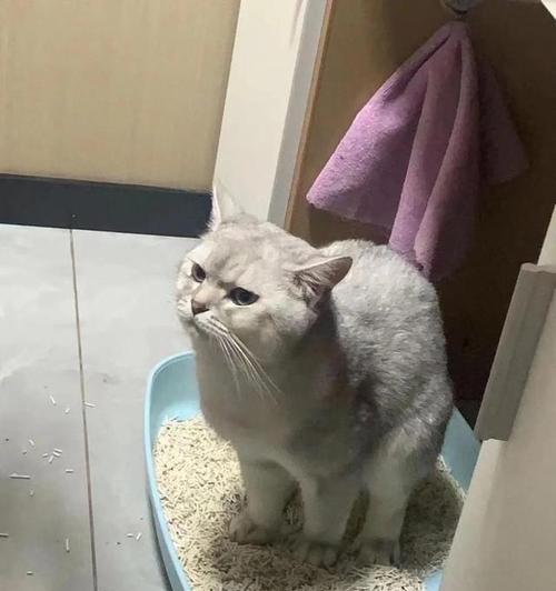 蓝猫拉稀时仍想吃猫粮怎么办？如何处理这种情况？