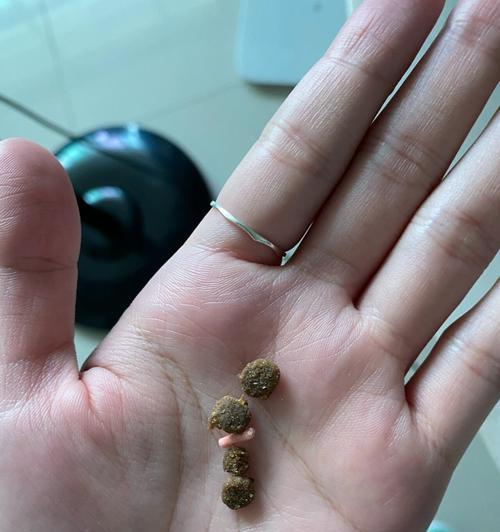 猫咪将猫粮叼入猫砂盆该如何处理？