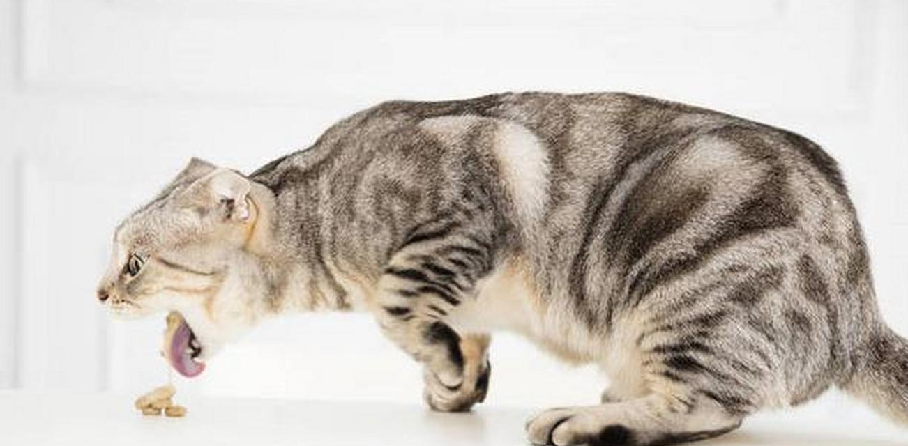 摔倒吃猫粮的猫名字是什么？