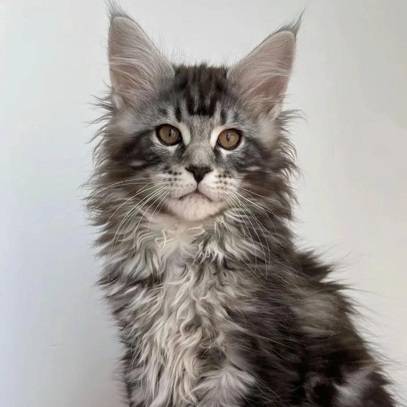 缅因猫适合哪种猫粮和猫砂？