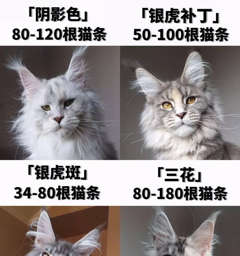 缅因猫适合哪种猫粮和猫砂？