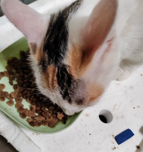 蓝猫吃鱼后拒食猫粮是何原因？如何解决？