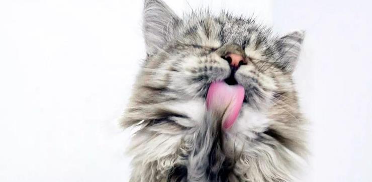 吃完猫粮后猫咪总舔毛是正常现象吗？