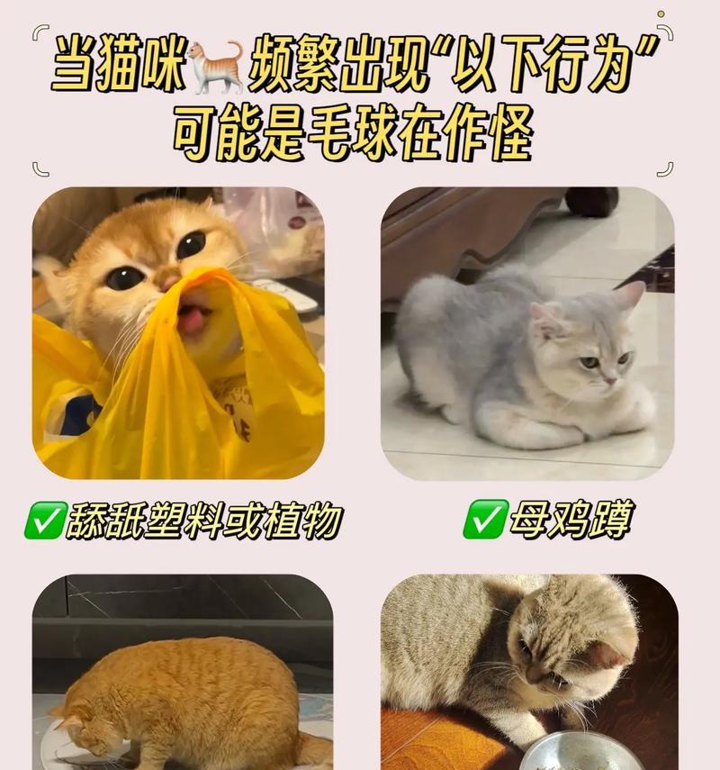 吃完猫粮后猫咪总舔毛是正常现象吗？
