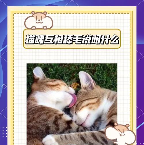吃完猫粮后猫咪总舔毛是正常现象吗？