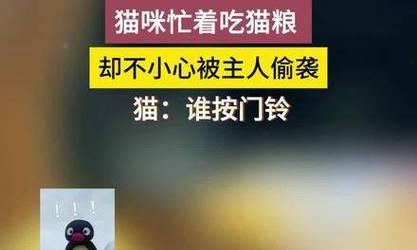 主人偷吃猫粮被猫攻击怎么办？如何避免？