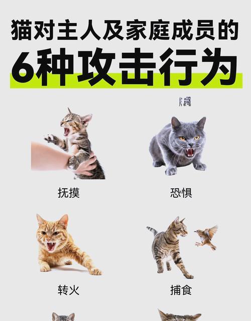 主人偷吃猫粮被猫攻击怎么办？如何避免？