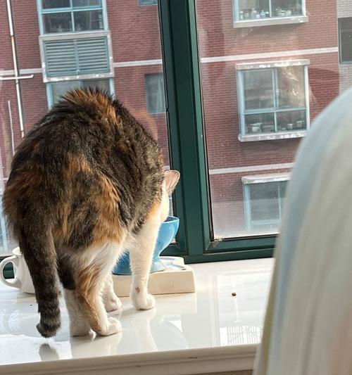 猫粮被老鼠咬了能退款吗？猫粮被咬后如何处理？