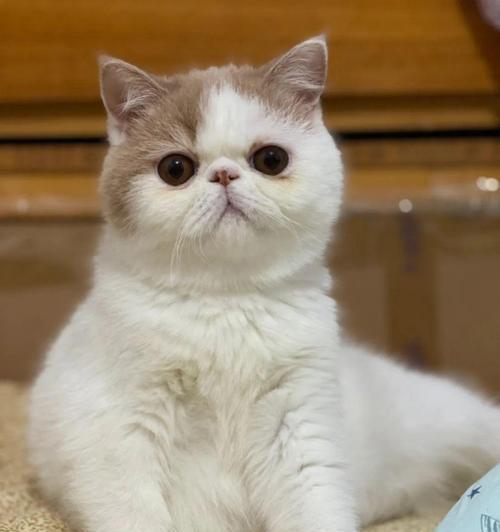 慕臣仕猫粮的市场定位是怎样的？