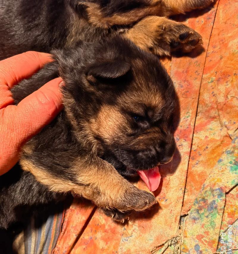 四十天大的德国牧羊犬体重应该是多少？如何监测幼犬的健康体重？