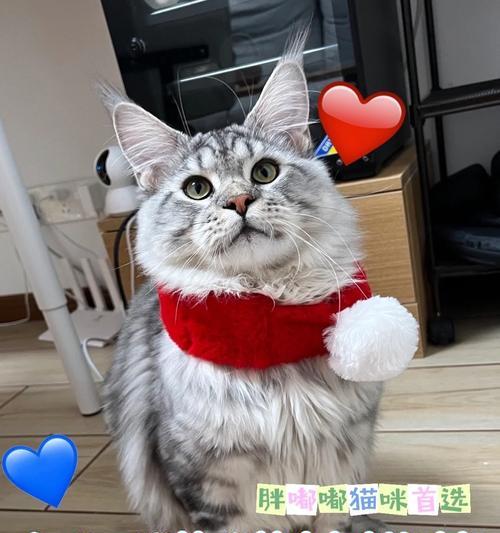 缅因猫爆毛期猫粮推荐？