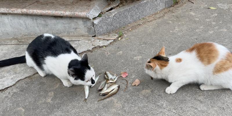 猫咪之间为什么会发生抢食行为？如何避免？