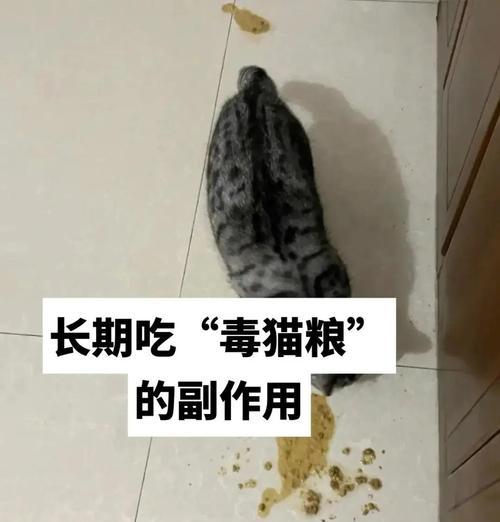 长期食用劣质猫粮会导致猫咪生病吗？原因是什么？