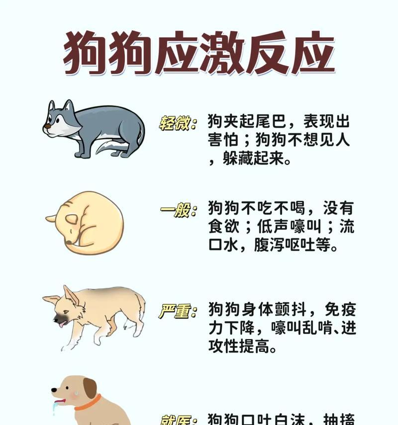 宠物狗体味重是什么原因？如何有效减轻？