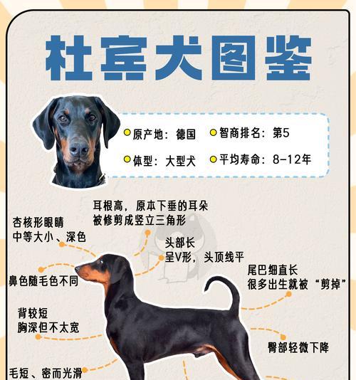杜宾幼犬的理想狗粮选择是什么？