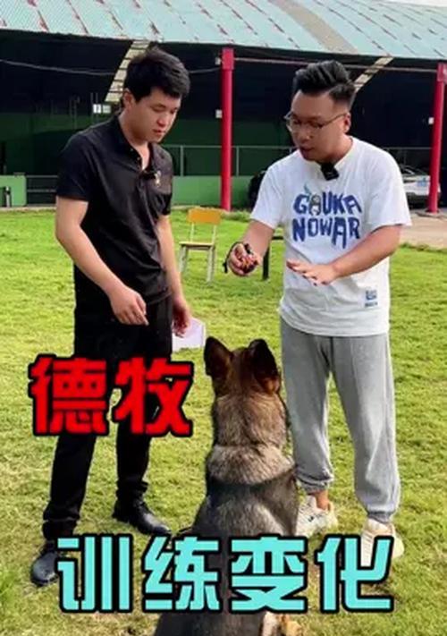 德牧助跑跳高的能力如何？训练方法有哪些？