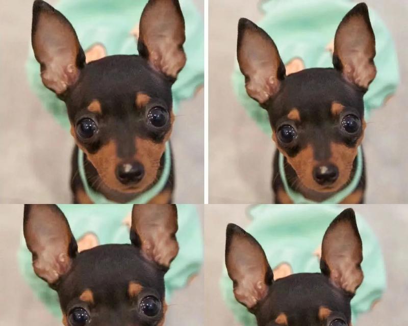 小鹿犬幼犬能吃猫粮吗怎么喂？猫粮对幼犬的影响是什么？