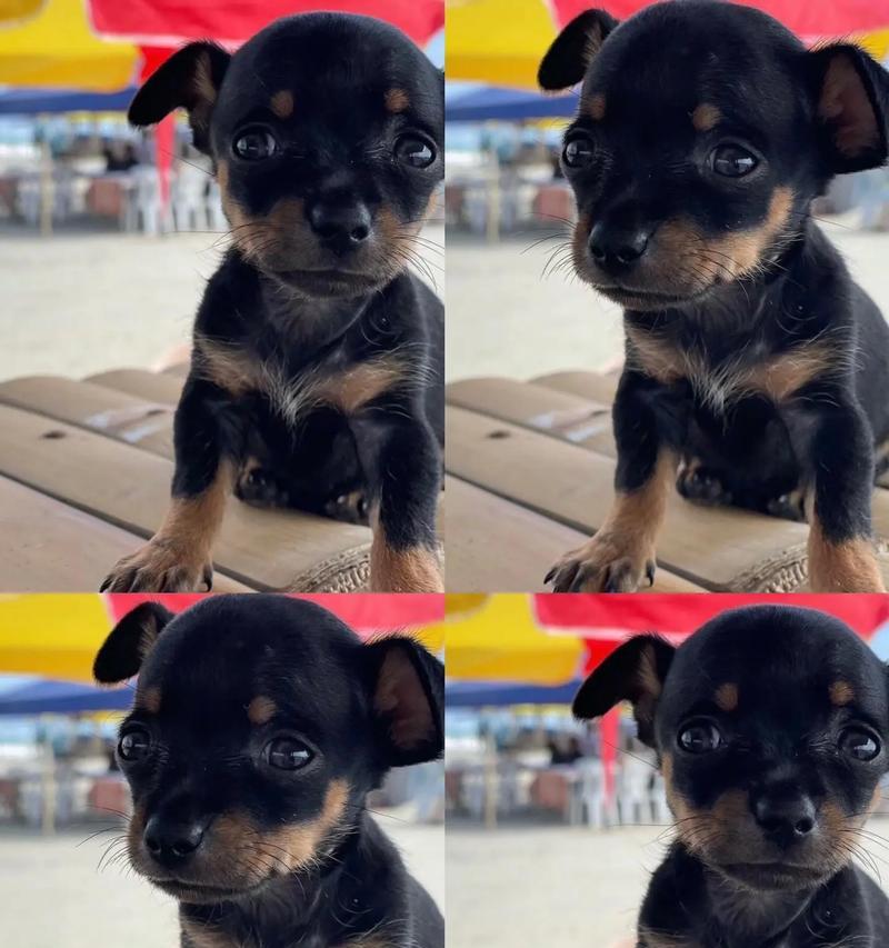 小鹿犬幼犬能吃猫粮吗怎么喂？猫粮对幼犬的影响是什么？