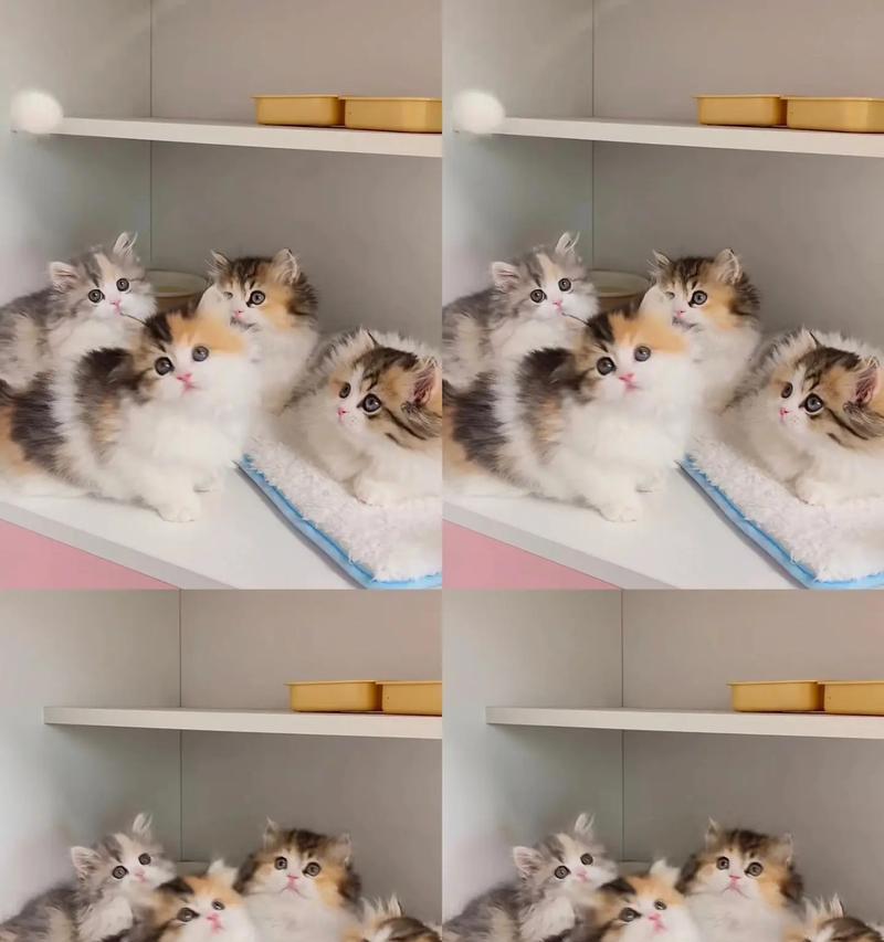 金坛拿破仑猫粮的口感如何？用户评价中有哪些亮点？