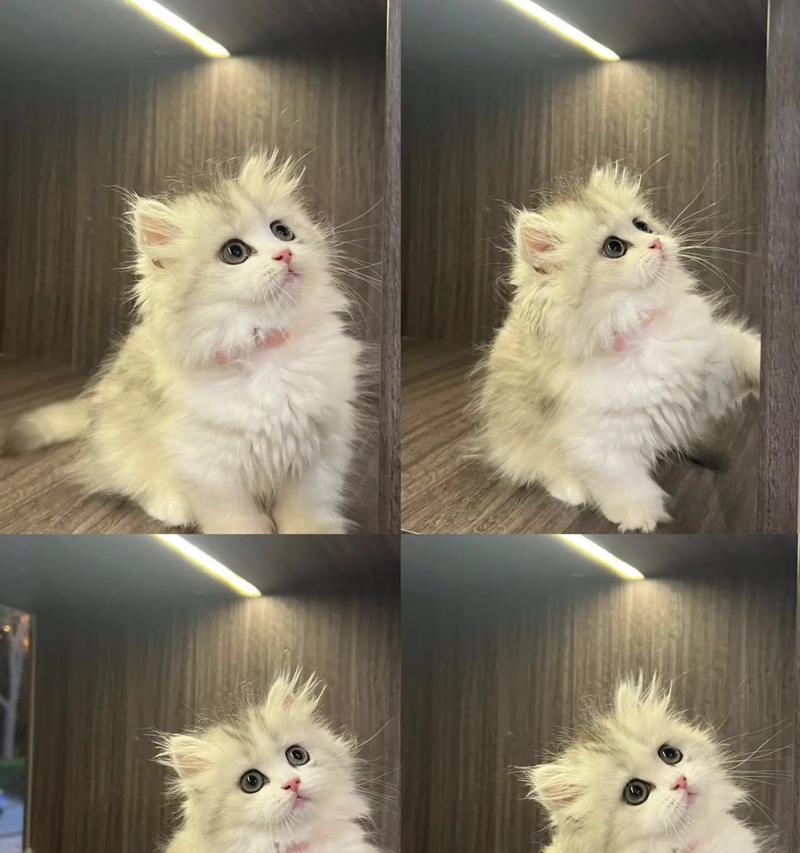 金坛拿破仑猫粮的口感如何？用户评价中有哪些亮点？