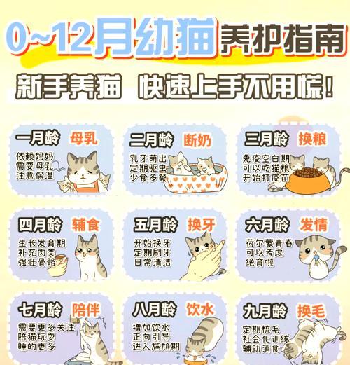 幼猫湿粮更换步骤是怎样的？需要注意哪些事项？