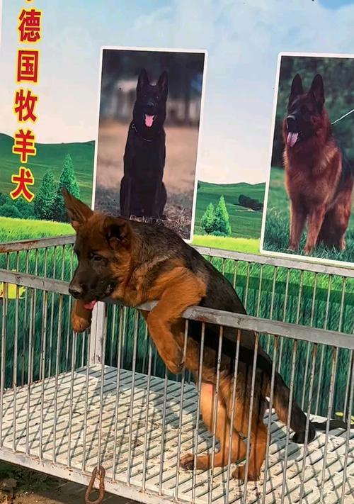 桦甸德牧幼犬的价格是多少？购买时应注意什么？