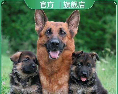 佩洛西出售德牧的价格是多少？
