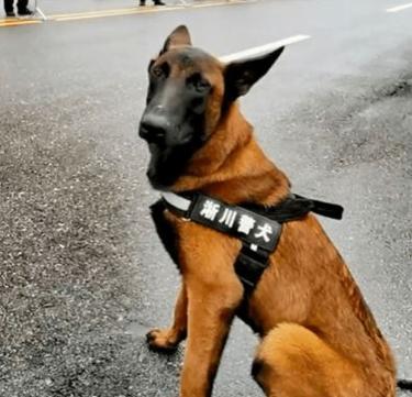 德牧警犬背包的价格是多少？购买时应注意哪些事项？