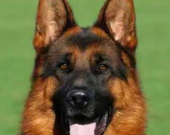 德牧警犬背包的价格是多少？购买时应注意哪些事项？