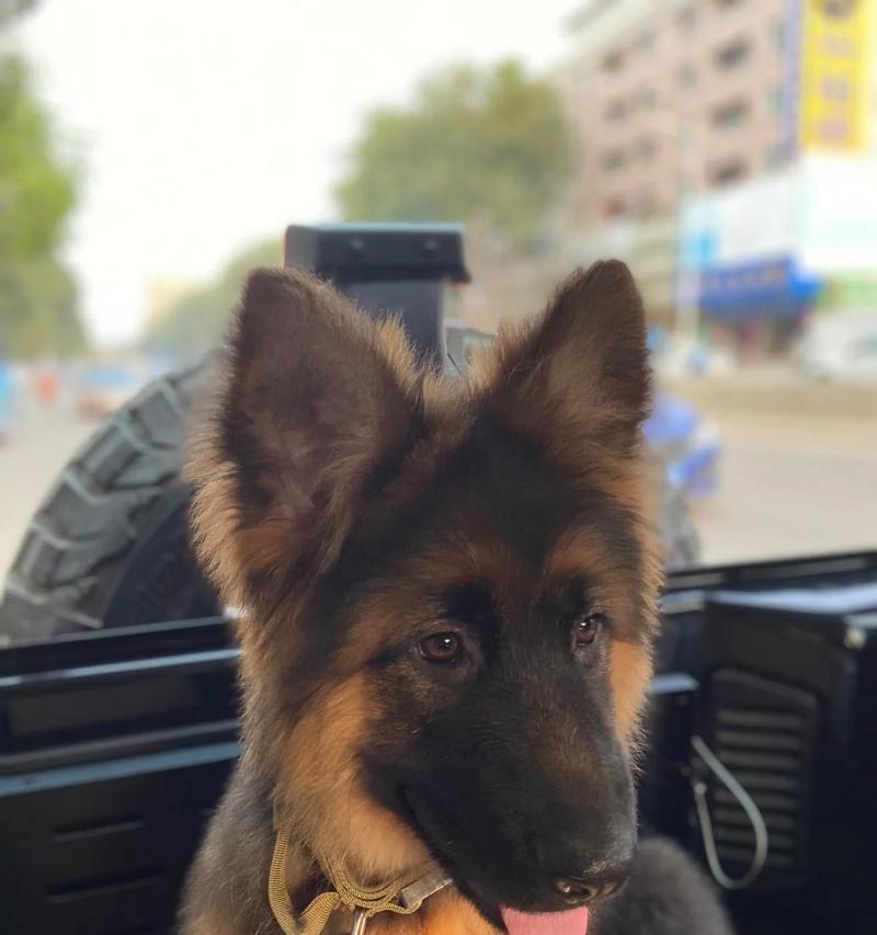 德牧警犬背包的价格是多少？购买时应注意哪些事项？