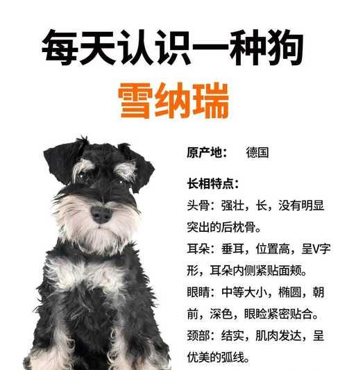 沈阳地区雪纳瑞犬的价格是多少？购买时应注意什么？