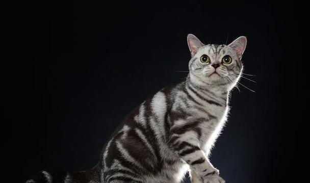 灰白帅小猫适合哪种猫粮？