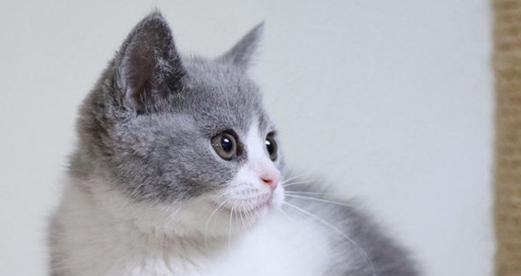 灰白帅小猫适合哪种猫粮？